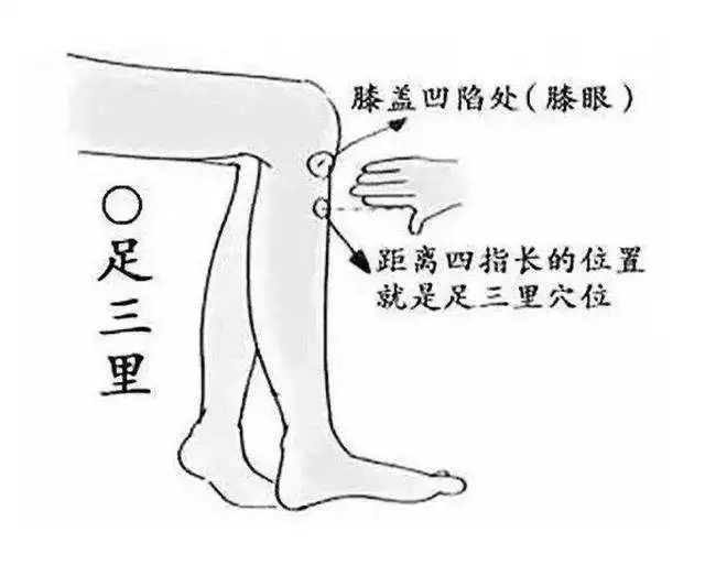 足三里.png