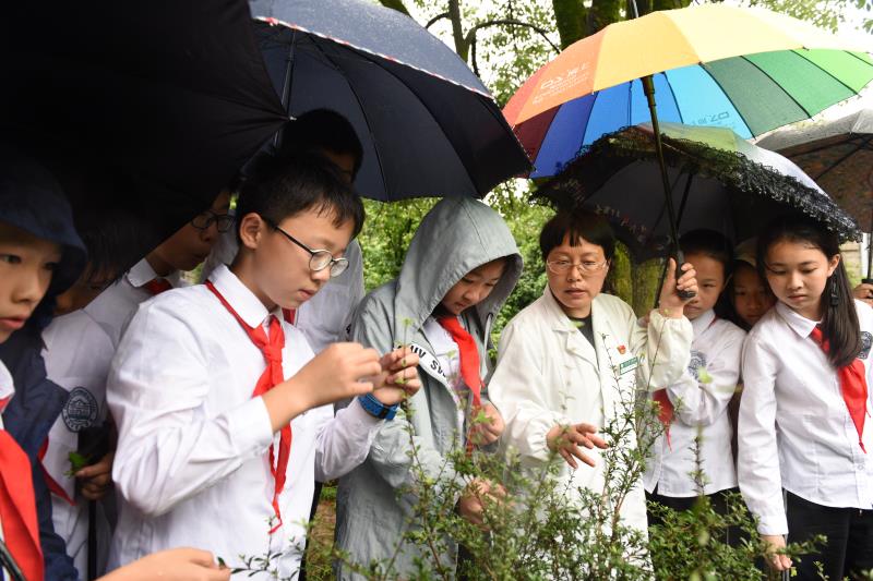 主任中药师徐盛仙带l领实验学校菱湖校区的学生在校园内寻找植物药.jpg