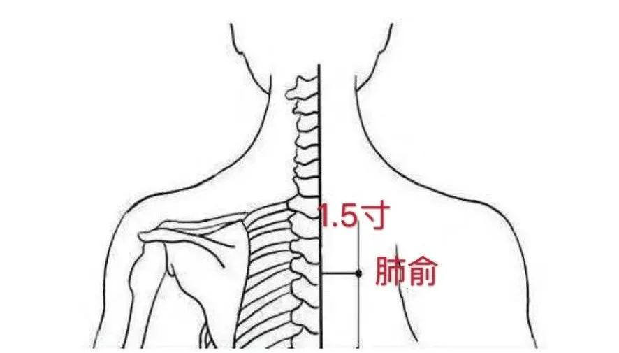 肺俞.png